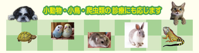 診療できる動物
